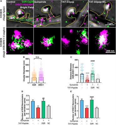 Prevention of Neurite Spine Loss Induced by Dopamine D2 Receptor Overactivation in Striatal Neurons